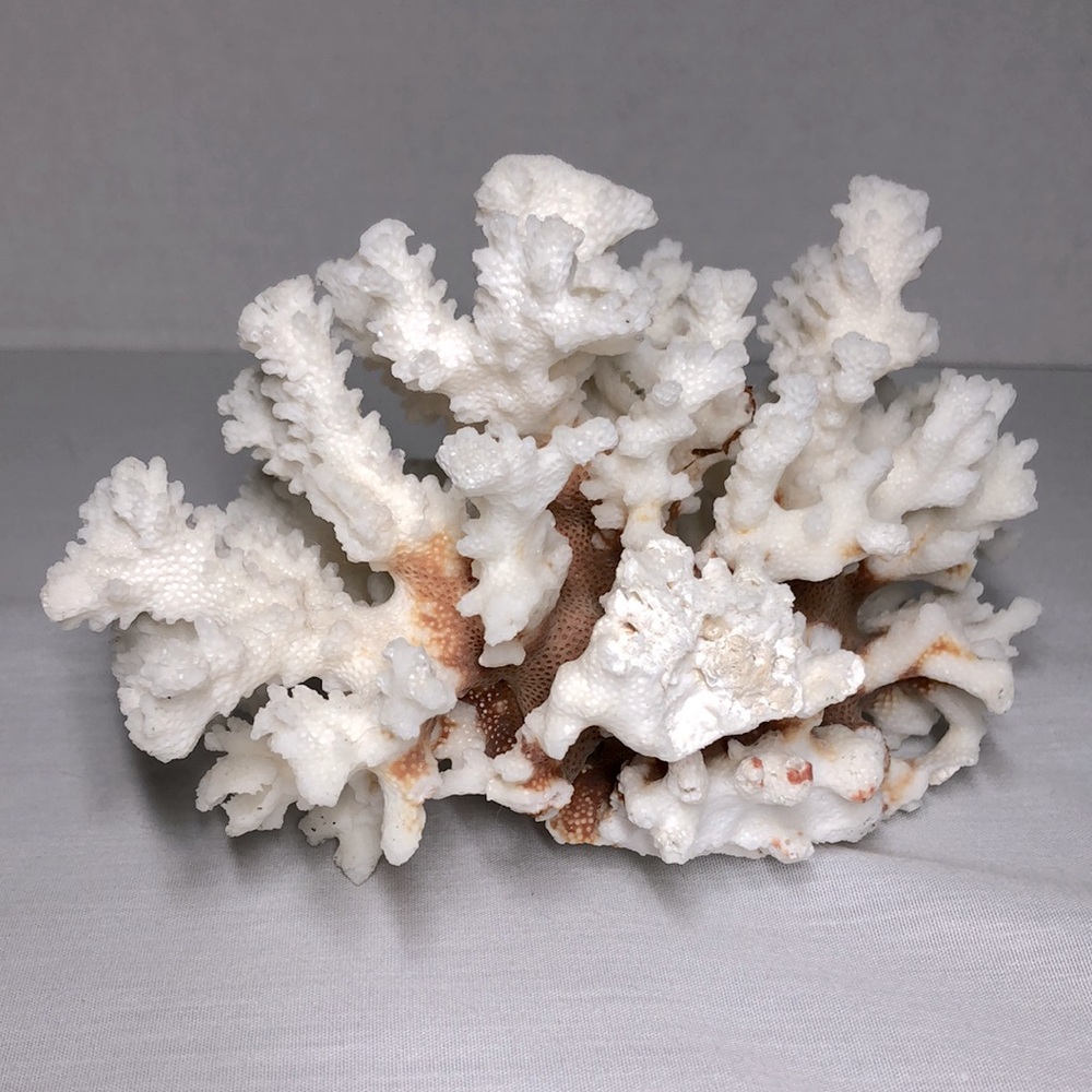 SEA CORAL TREE - Picture 6 of 8